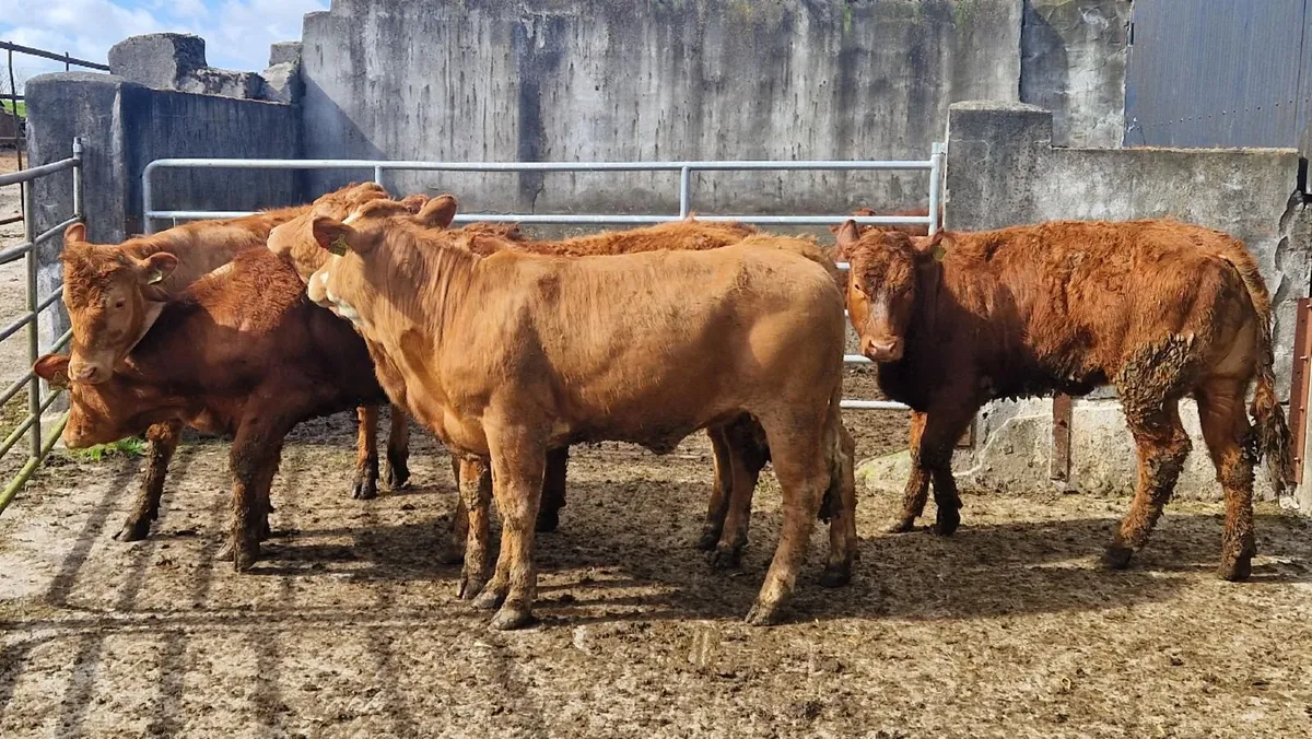 5 Limousin LMX Store Heifers - Image 1