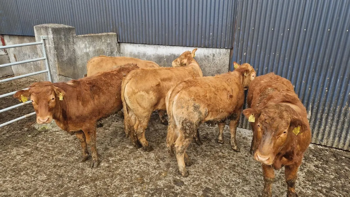 5 Limousin LMX Store Heifers - Image 2