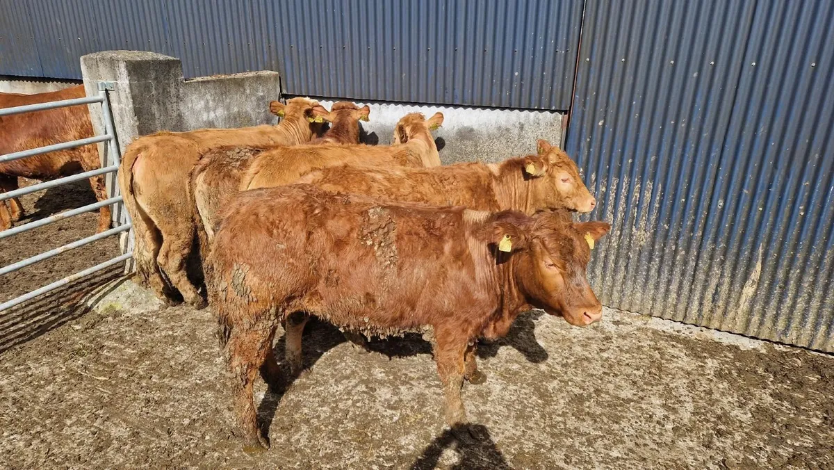 5 Limousin LMX Store Heifers - Image 3
