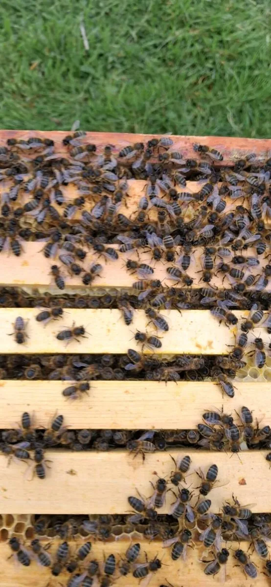 Honey bees - Image 2