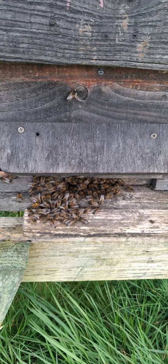 Honey bees - Image 1