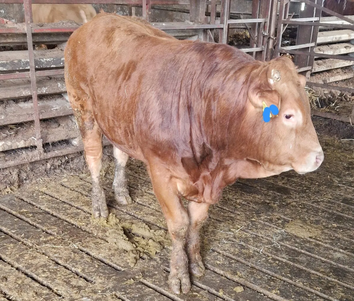 Purebred Non Registered Limousin Bull - Image 1