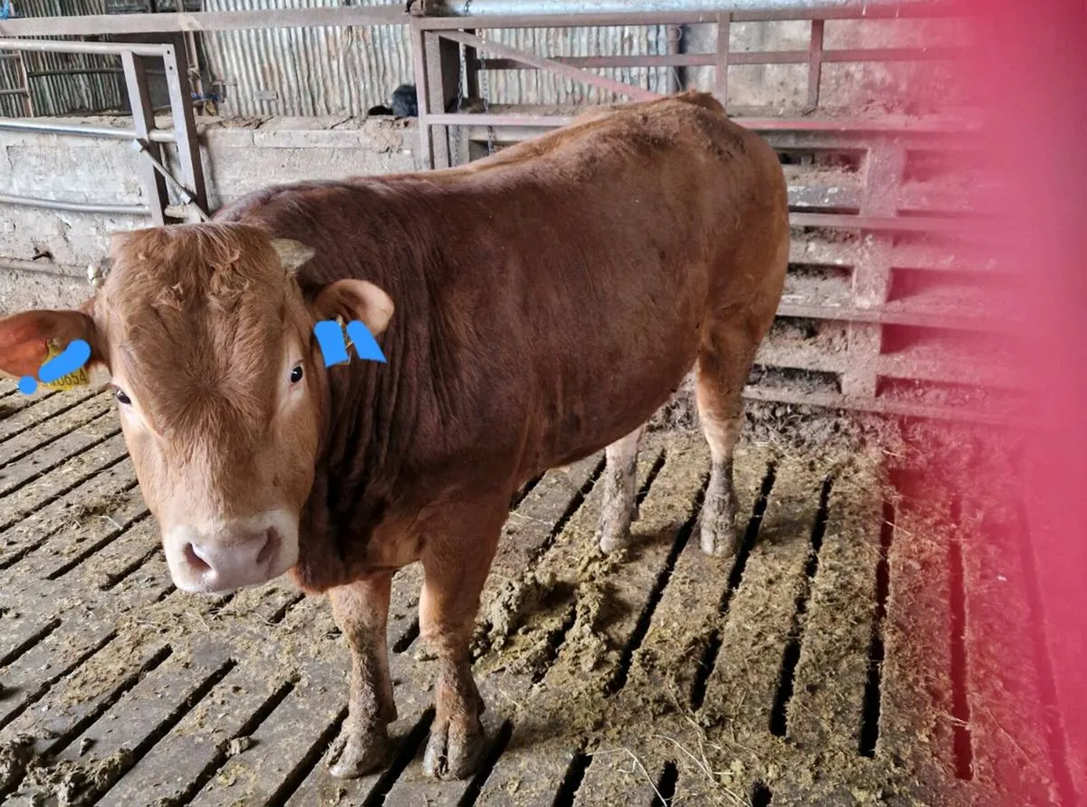 Purebred Non Registered Limousin Bull - Image 2