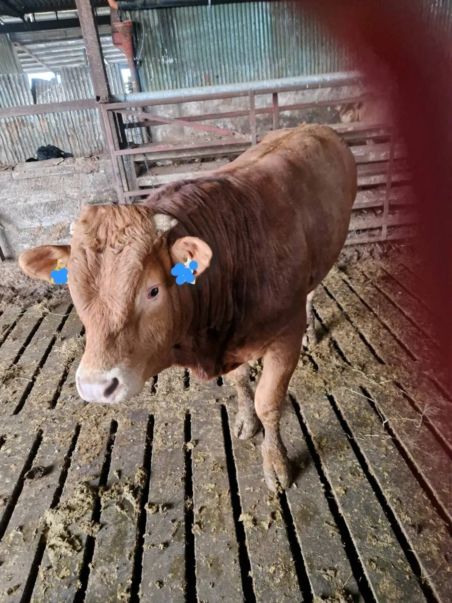 Purebred Non Registered Limousin Bull - Image 3