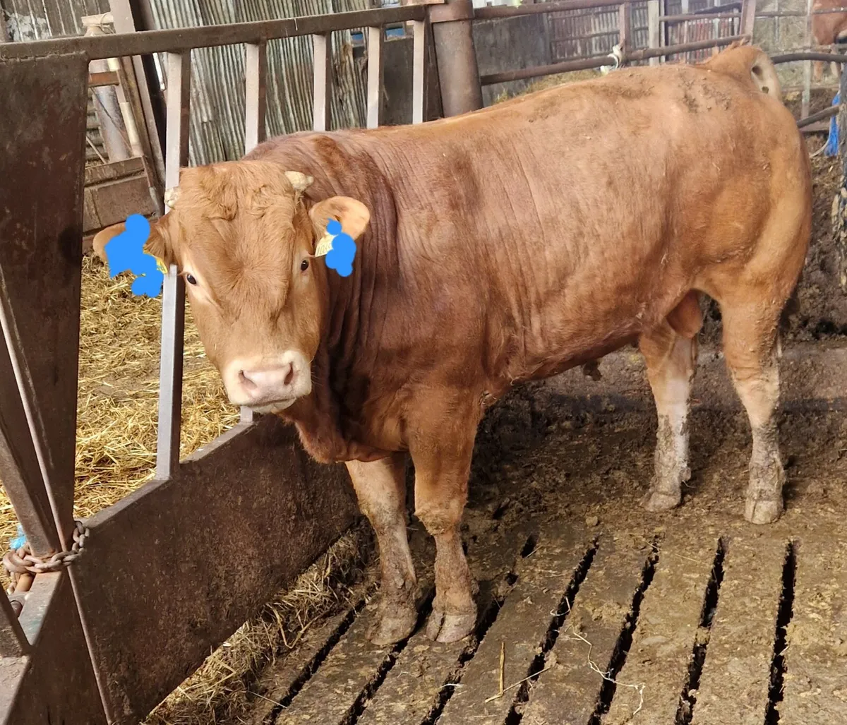 Purebred Non Registered Limousin Bull - Image 4