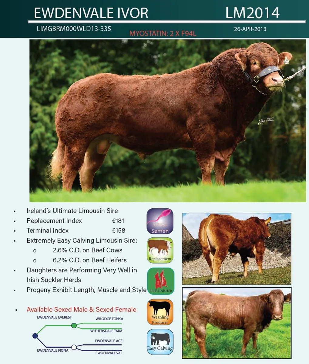 Ivor Heifer Ennis Mart Tuesday 14th April - Image 4