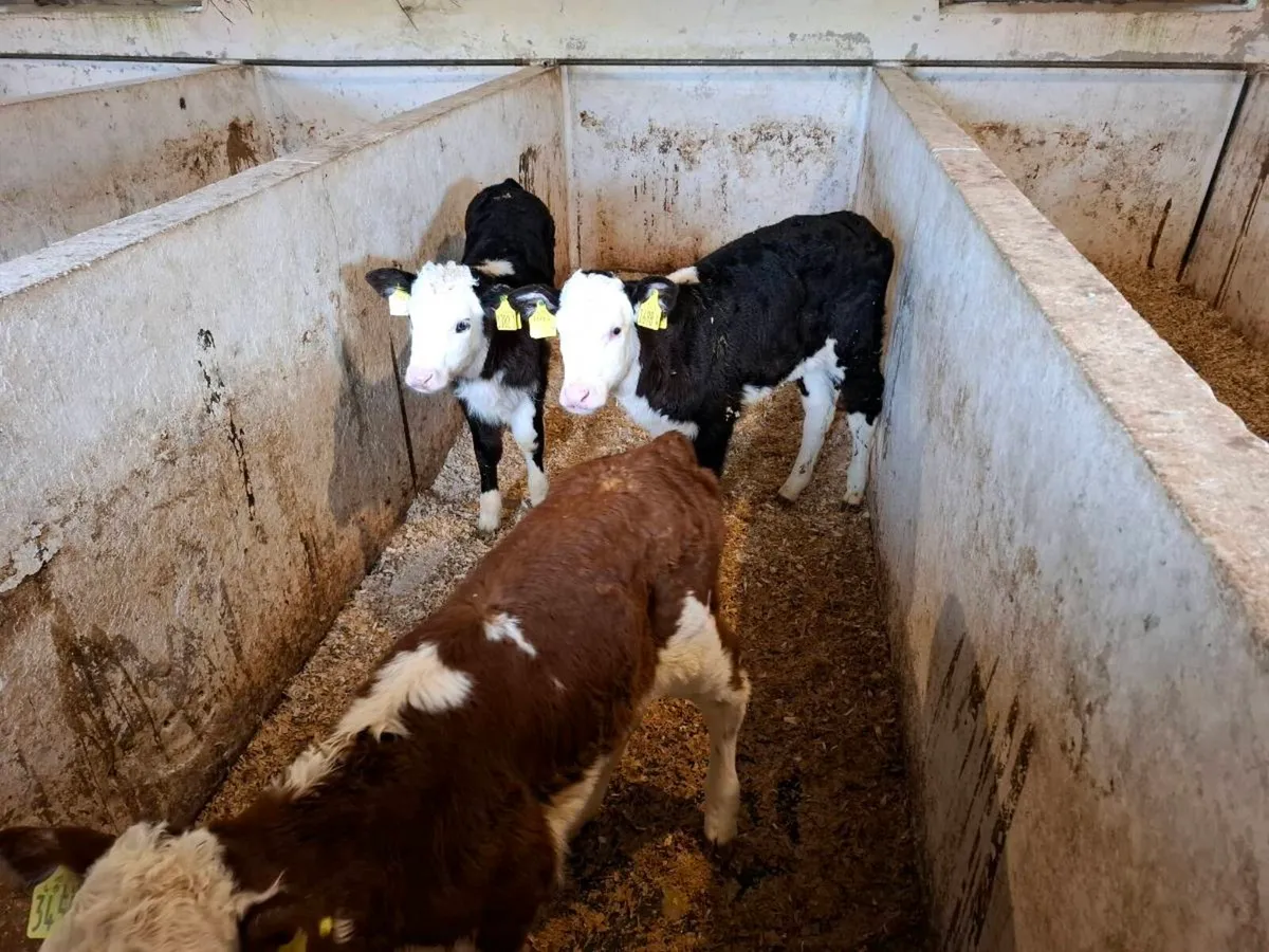 Calves for sale - Image 4