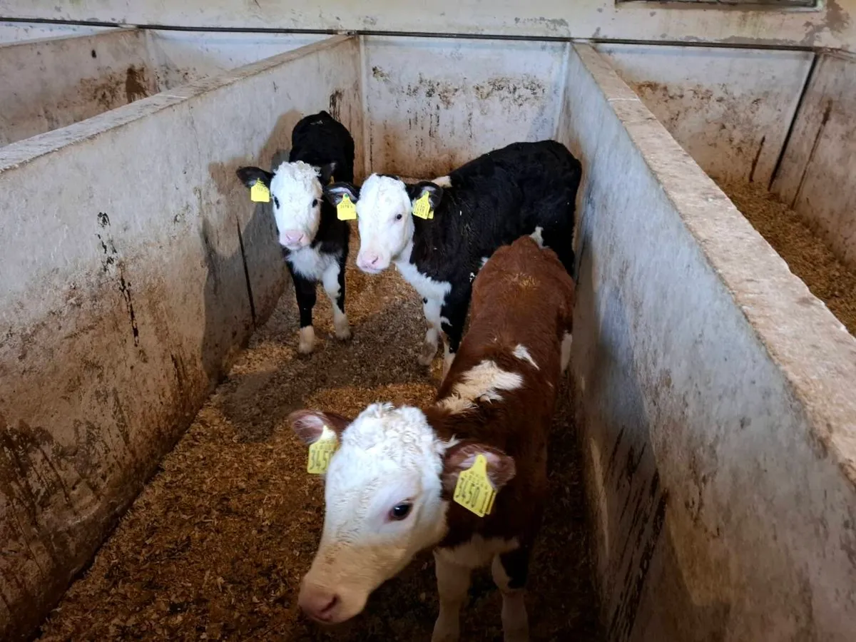 Calves for sale - Image 1