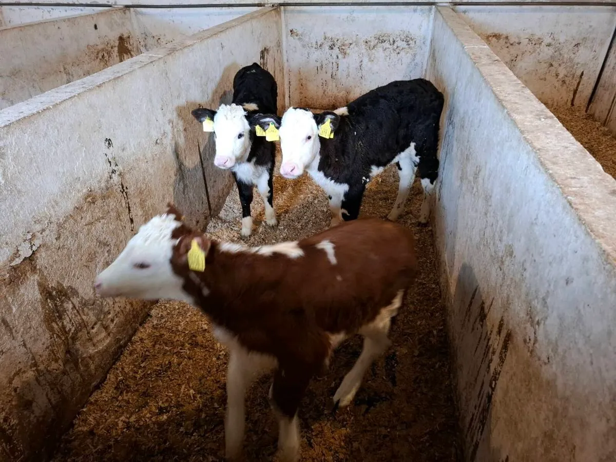 Calves for sale - Image 2