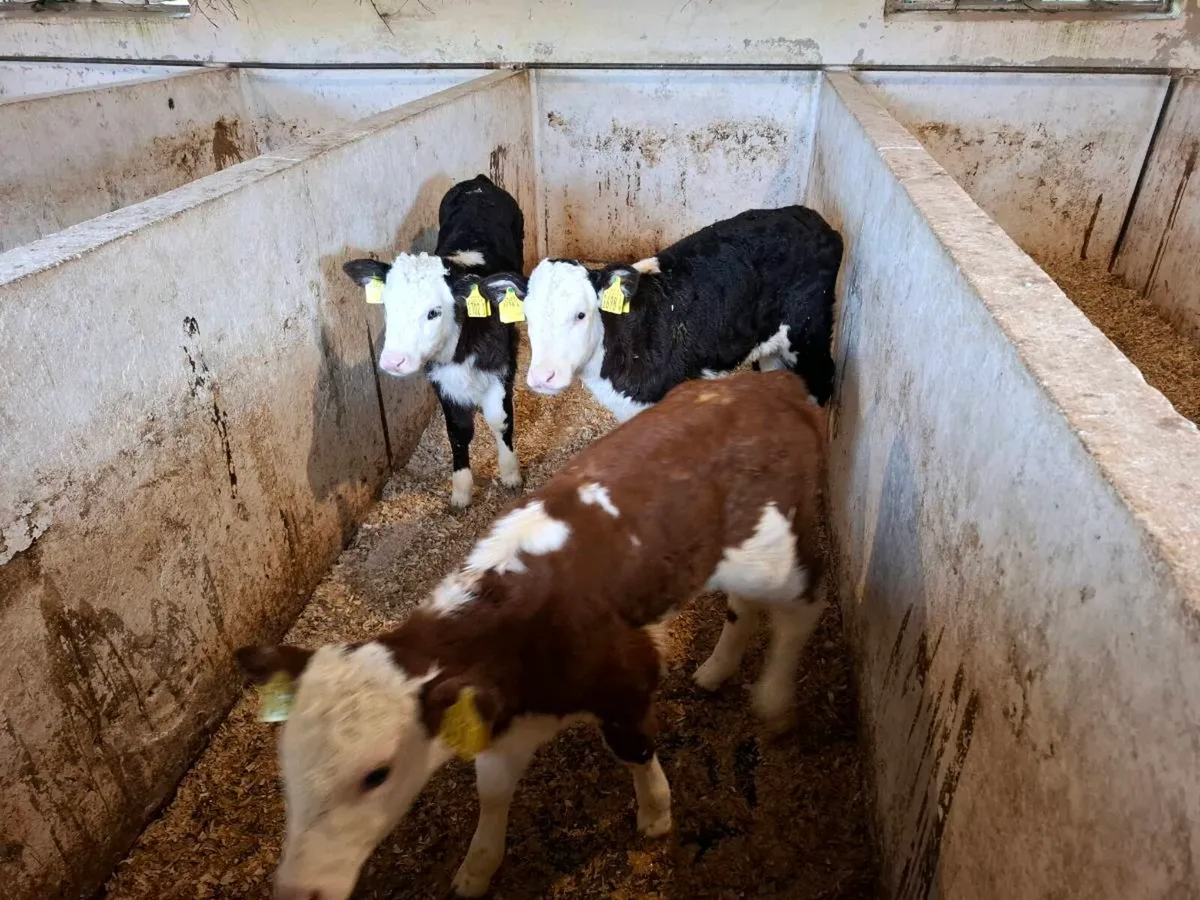 Calves for sale - Image 3