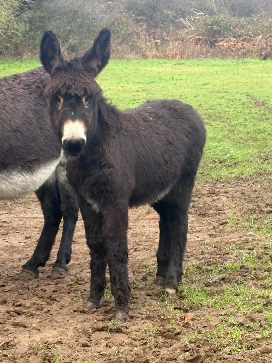 8 month old jack foal - Image 1