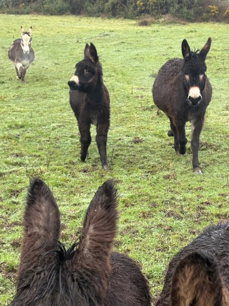 8 month old jack foal - Image 2