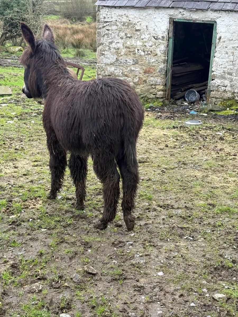8 month old jack foal - Image 3