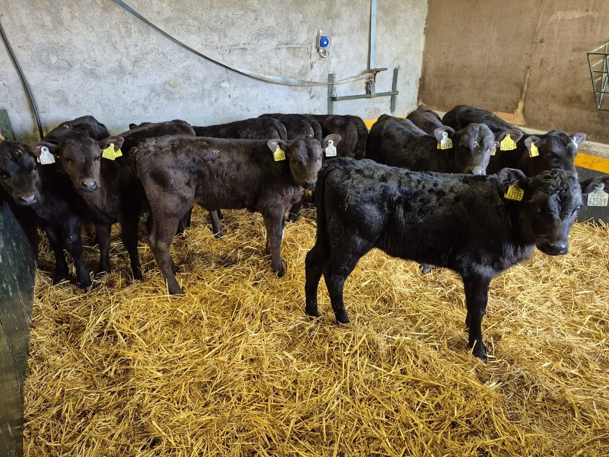 10 Angus Heifer Calves - Image 2