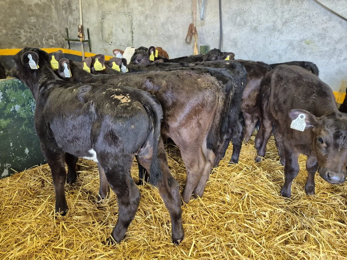 10 Angus Heifer Calves - Image 3