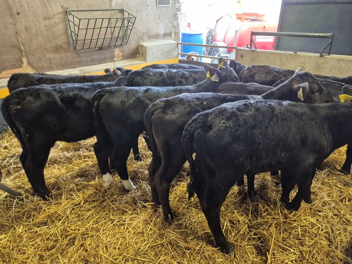 10 Angus Heifer Calves - Image 4