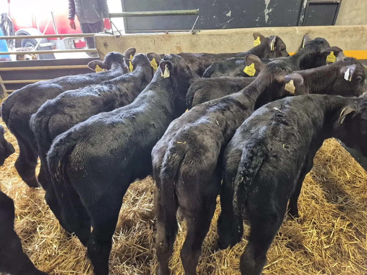 10 Angus Heifer Calves - Image 1