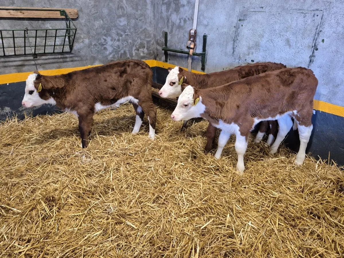 3 Hereford Heifer Calves - Image 2