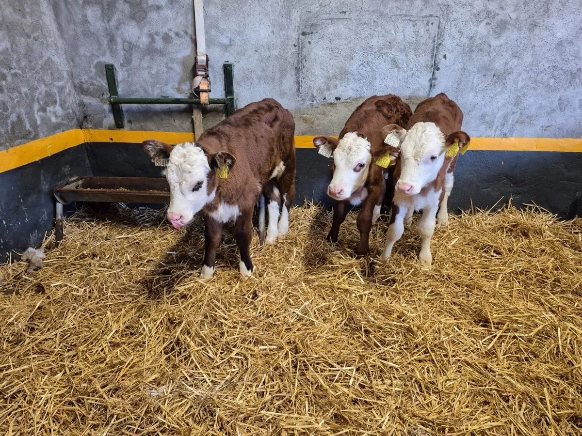 3 Hereford Heifer Calves - Image 1