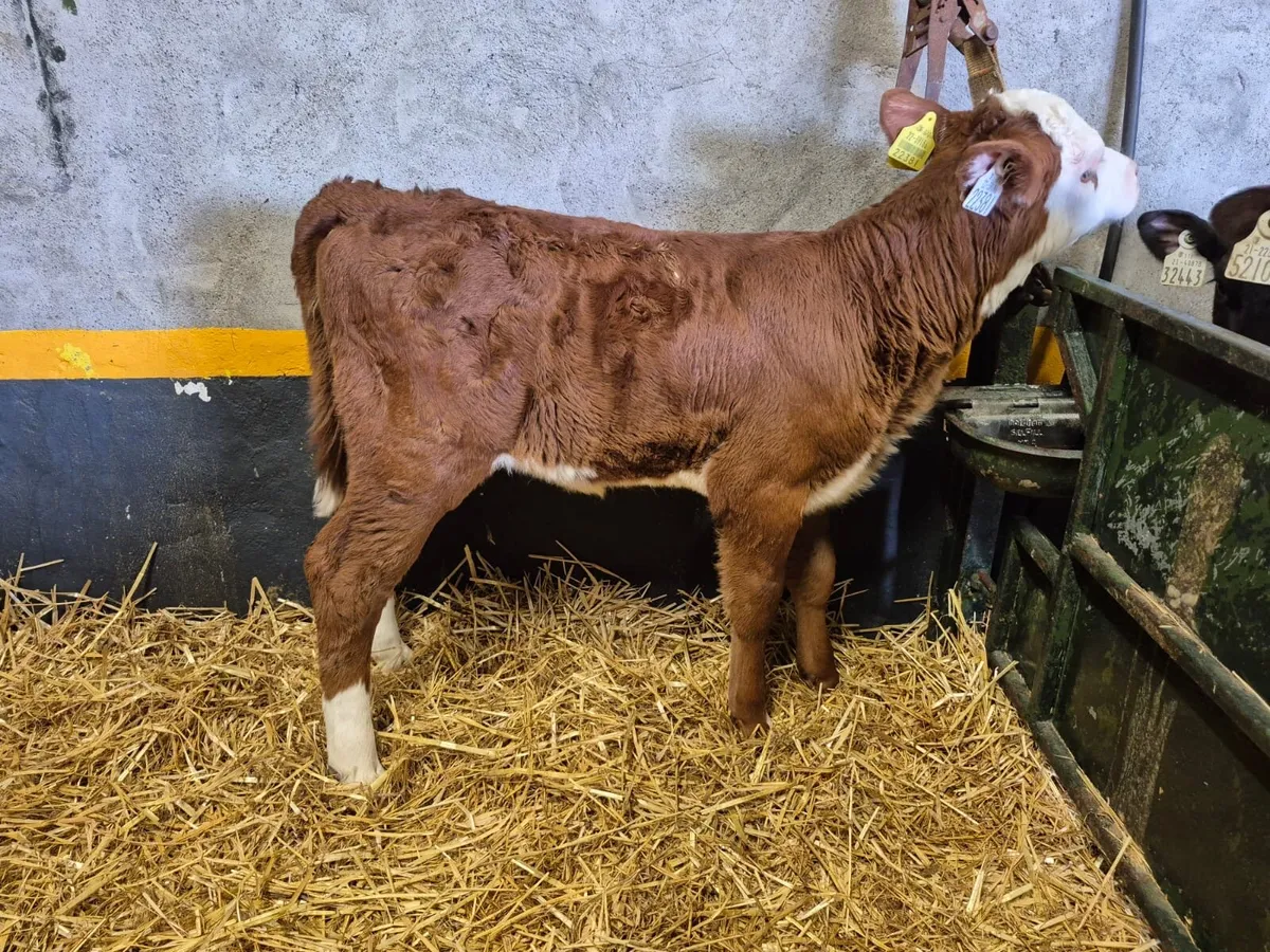 3 Hereford Heifer Calves - Image 3