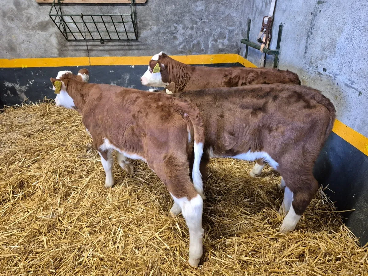 3 Hereford Heifer Calves - Image 4