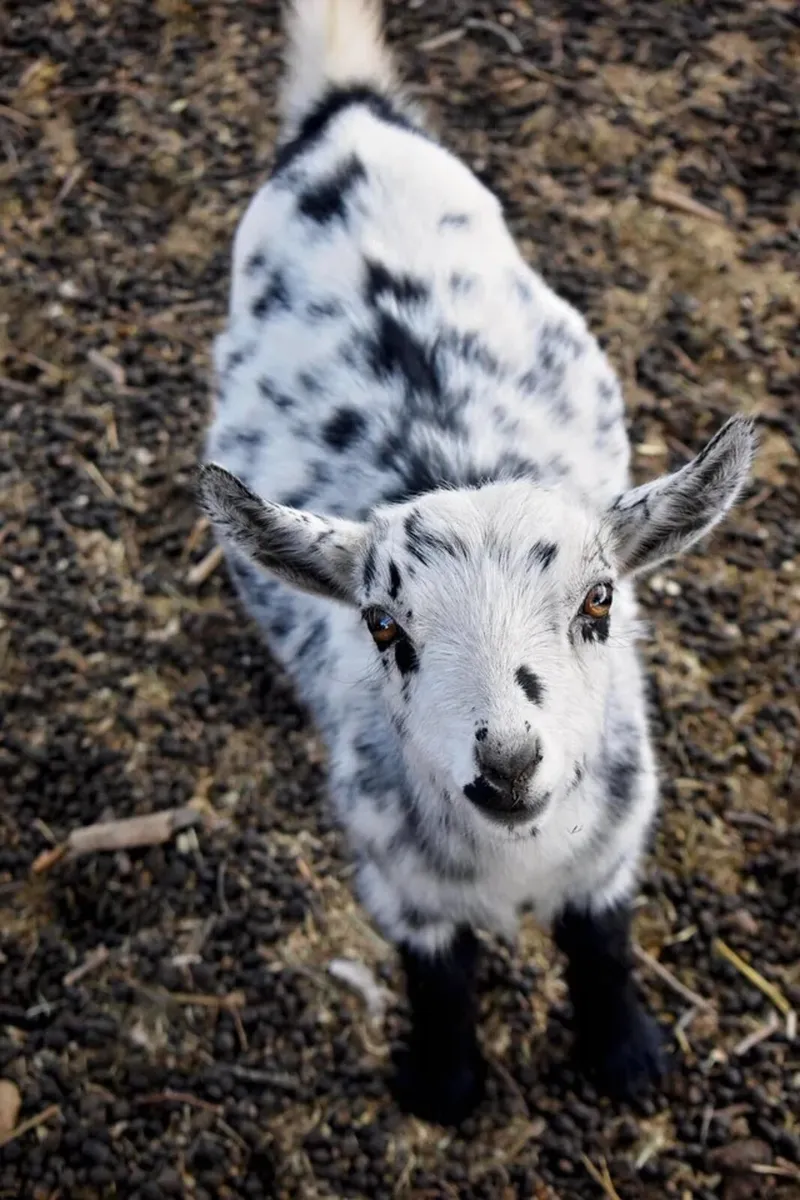 Pygmy goats - Image 1