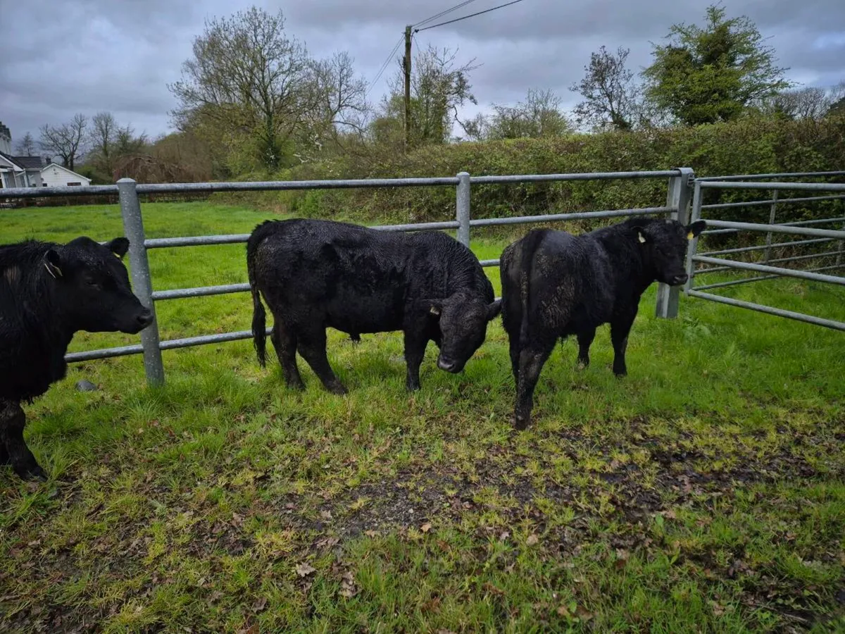 Aberdeen Angus Bulls Organic4 - Image 3