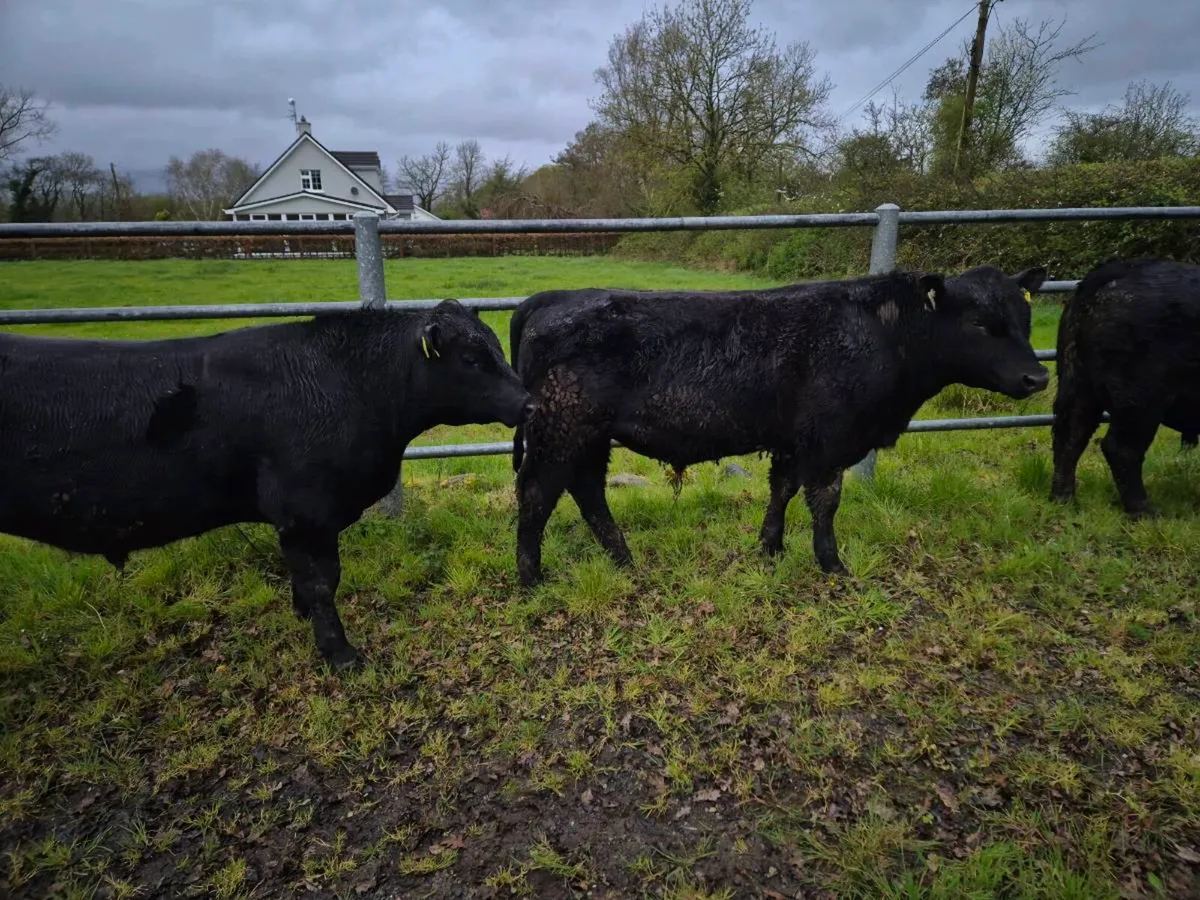 Aberdeen Angus Bulls Organic4 - Image 4