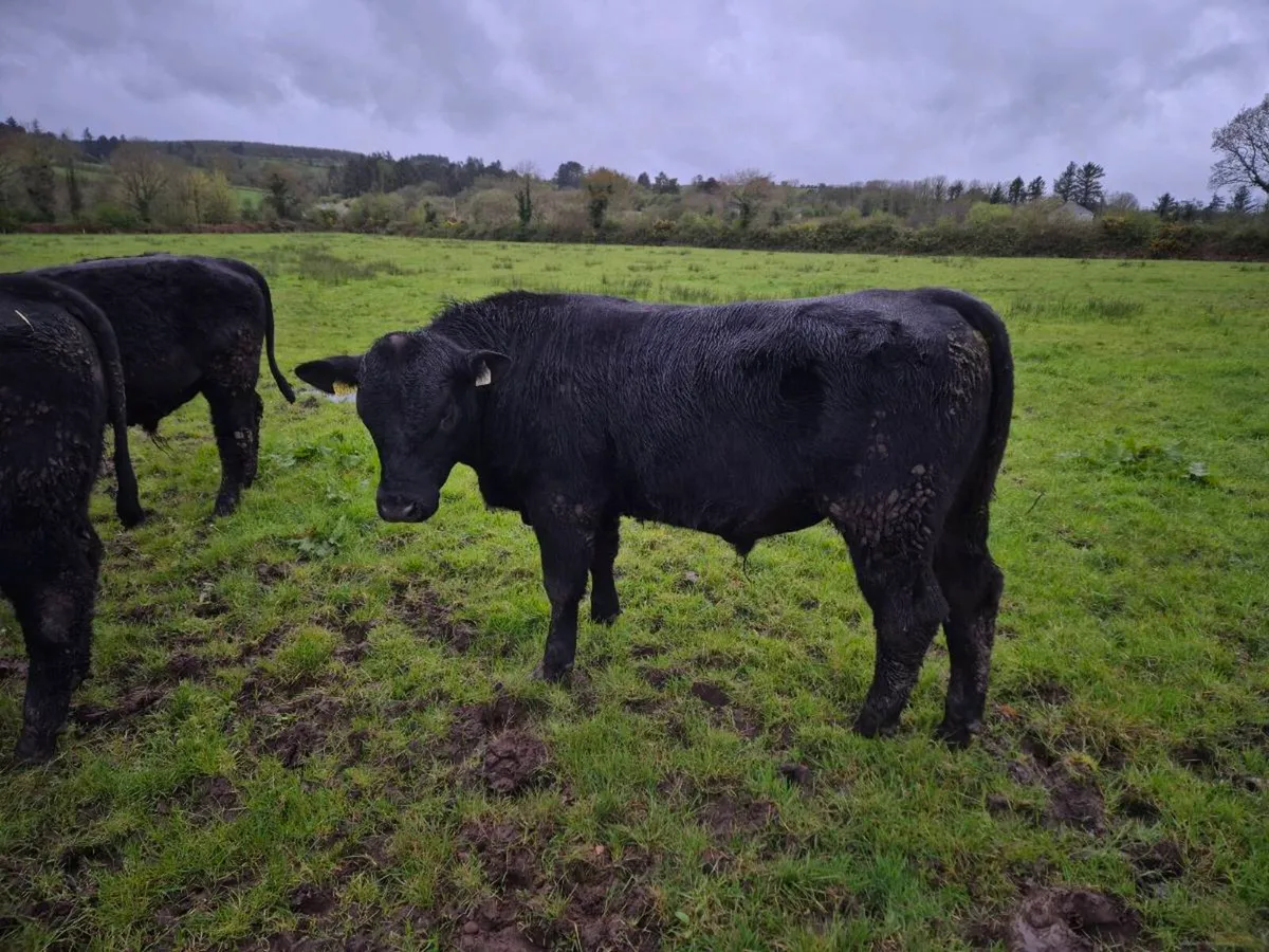 Aberdeen Angus Bulls Organic4 - Image 1