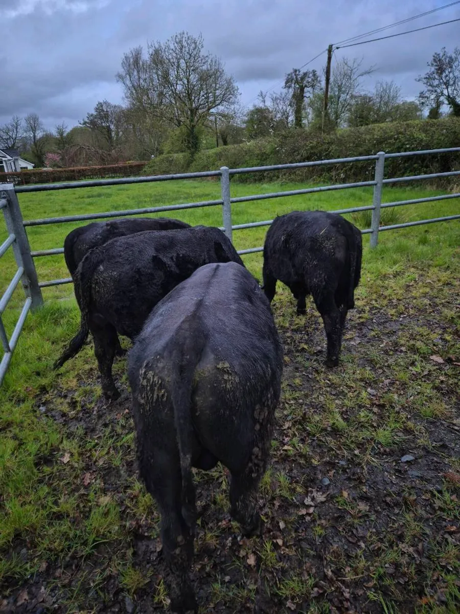 Aberdeen Angus Bulls Organic4 - Image 2