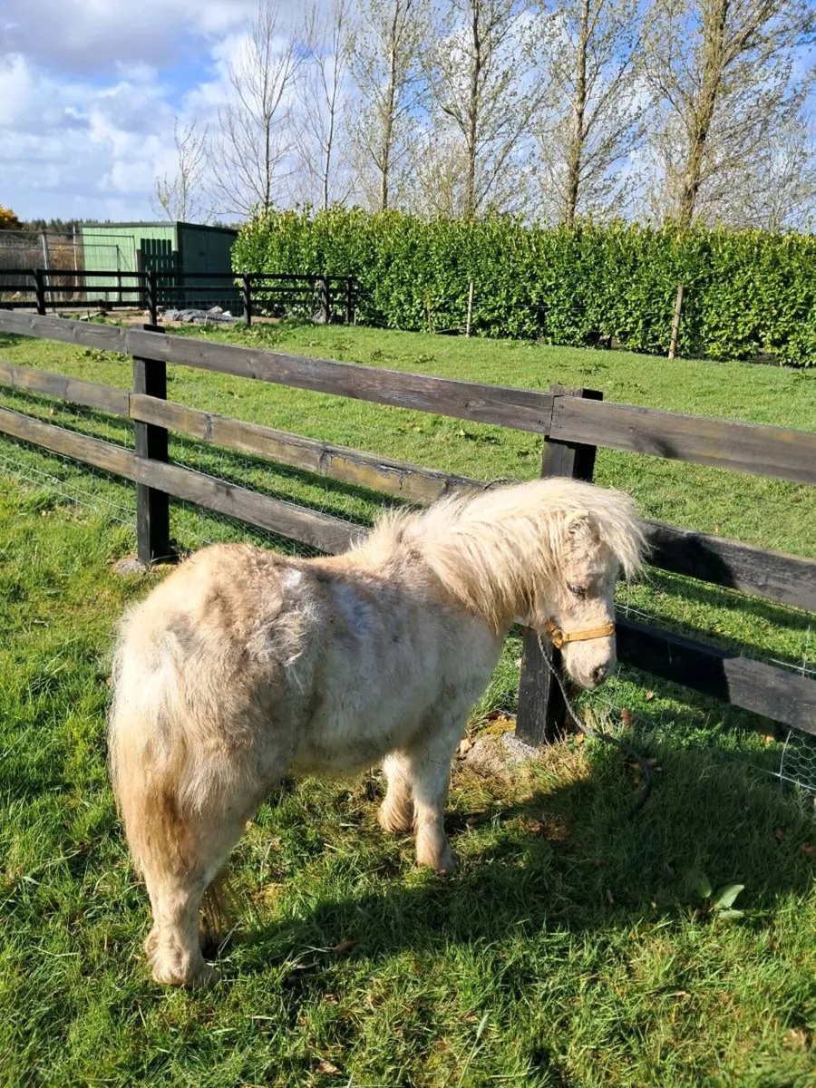 Miniature - Image 2