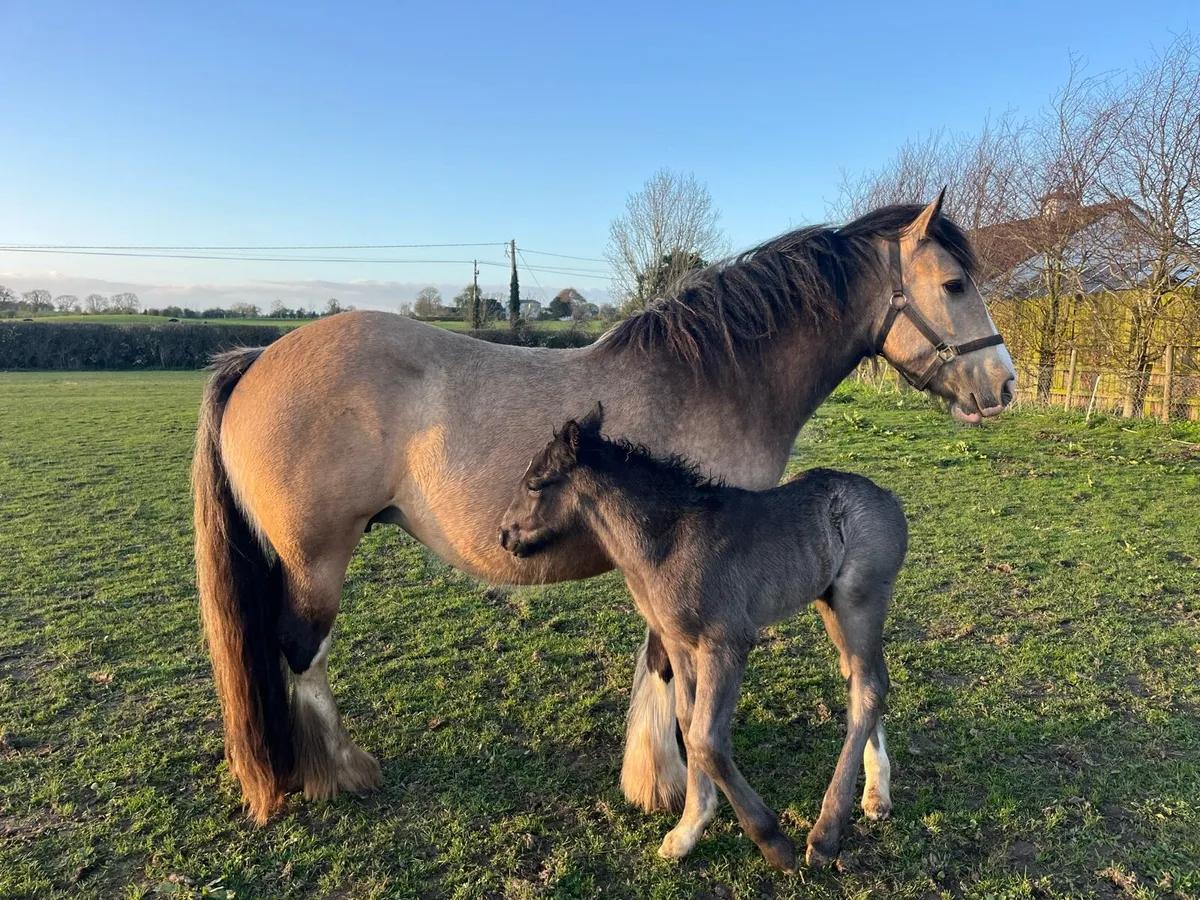 Dun cob mare with colt foal - Image 1