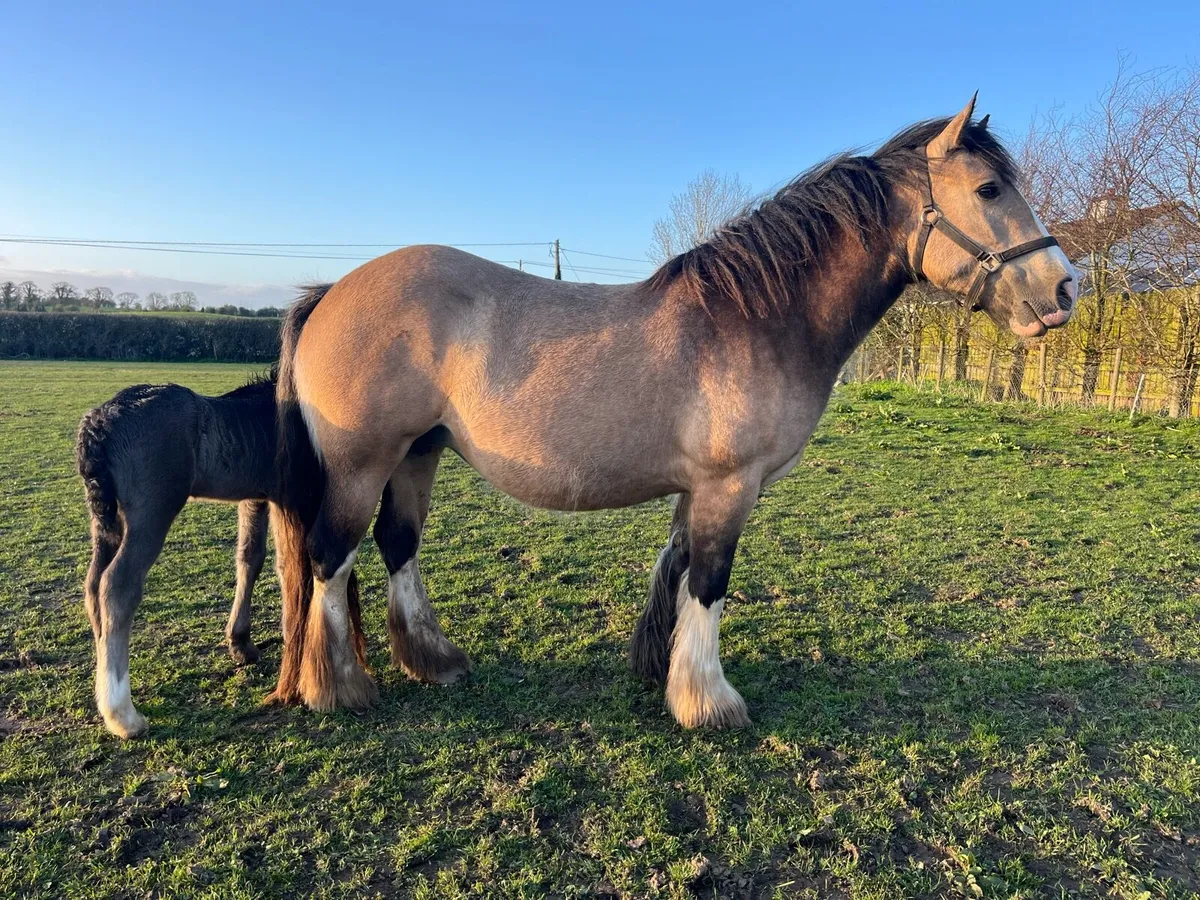 Dun cob mare with colt foal - Image 2