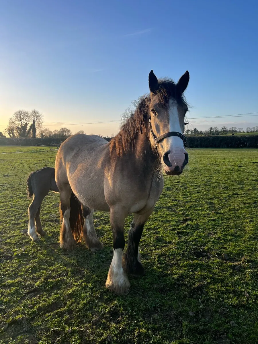 Dun cob mare with colt foal - Image 3