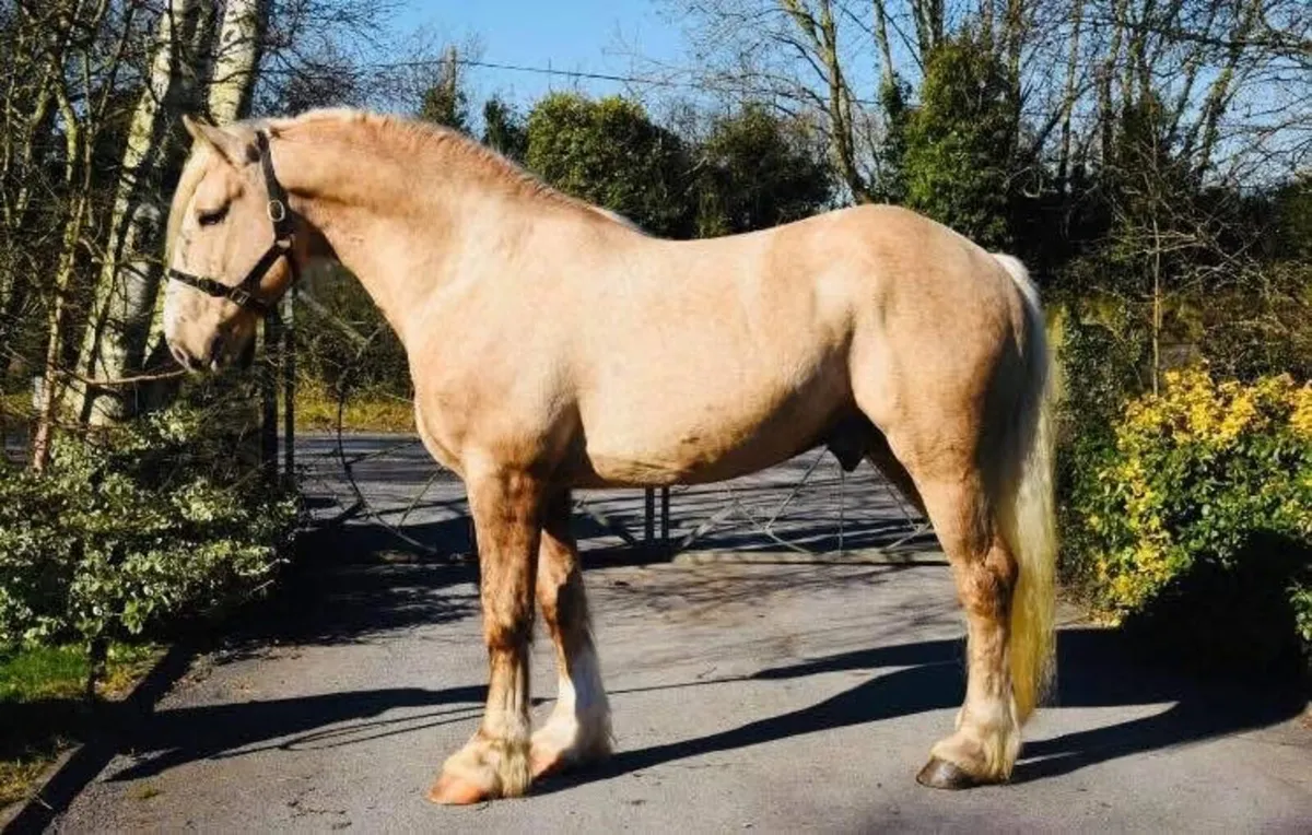 Dun cob mare with colt foal - Image 4