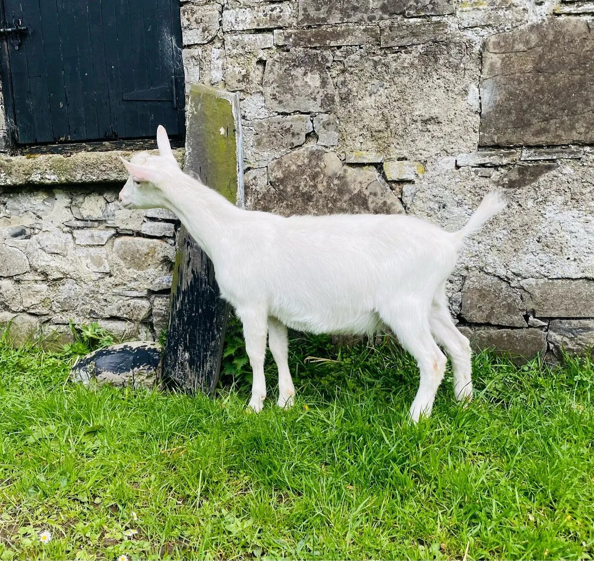 Pedigree British Saanen Male Kids - Image 1