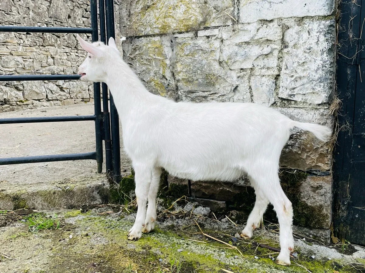 Pedigree British Saanen Male Kids - Image 2