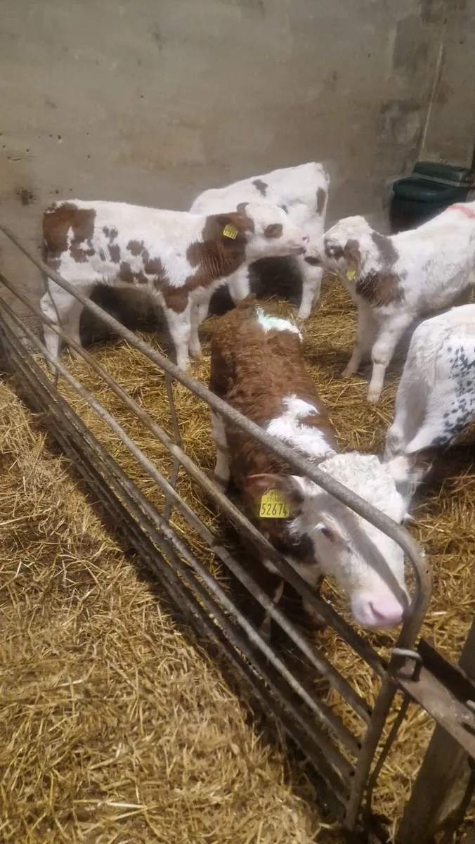 Super simmental speckled park calves - Image 3
