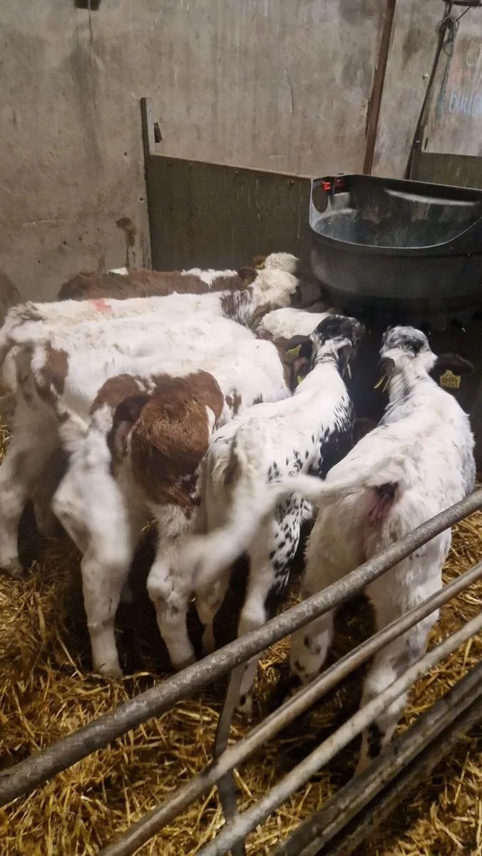 Super simmental speckled park calves - Image 1