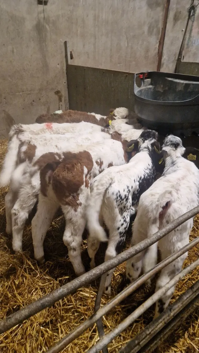 Super simmental speckled park calves - Image 2
