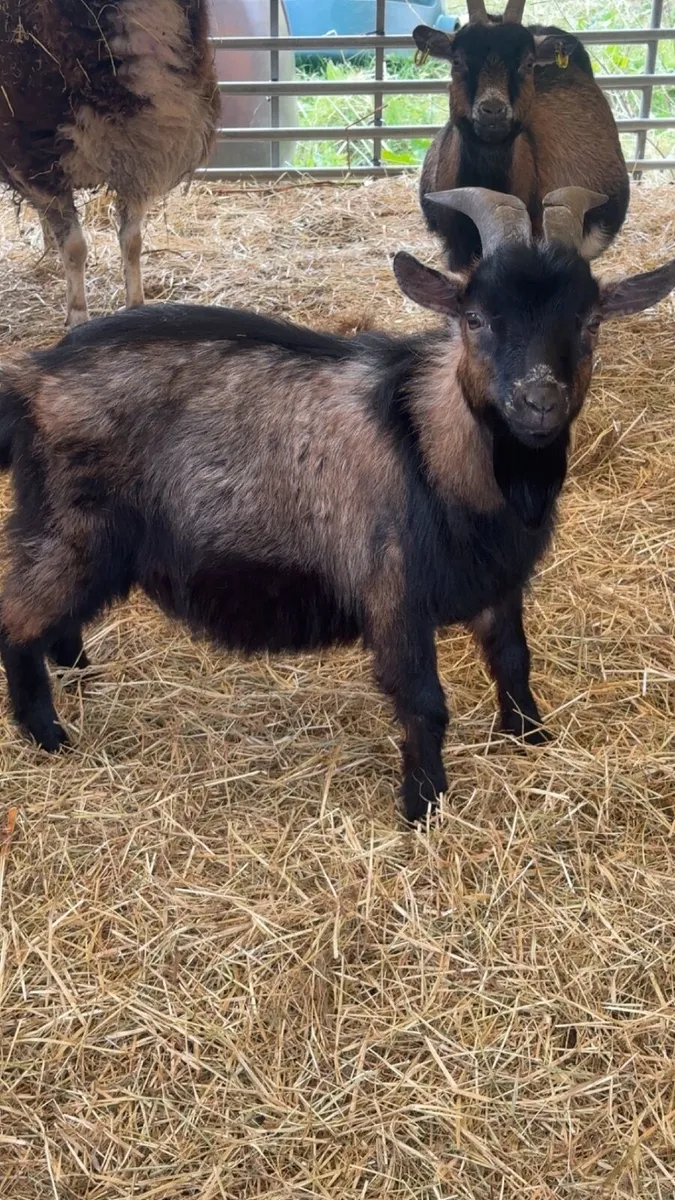 Llama, Pygmy goats - Image 2