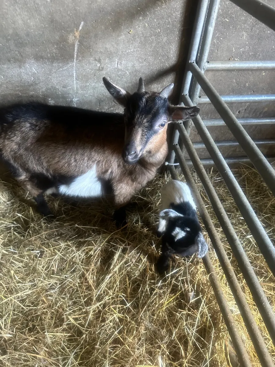 Llama, Pygmy goats - Image 1