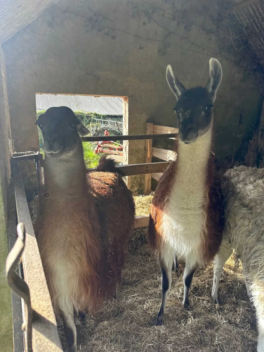 Llama, Pygmy goats - Image 3