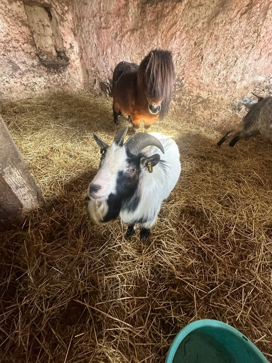 Llama, Pygmy goats - Image 4