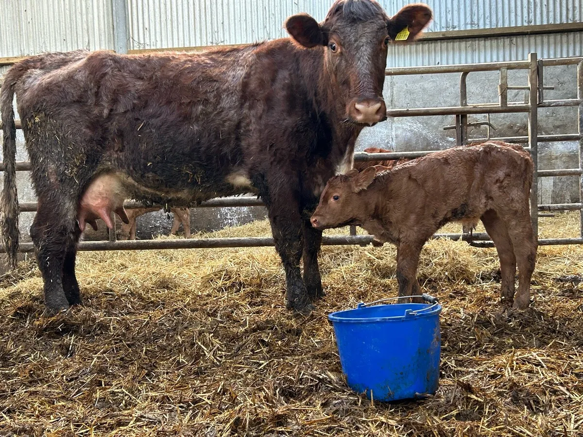 5 star second calved roan cow. - Image 2