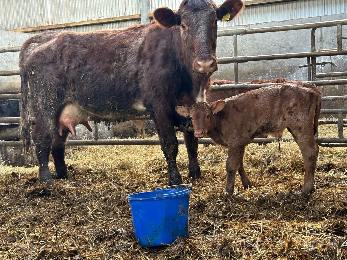 5 star second calved roan cow. - Image 1