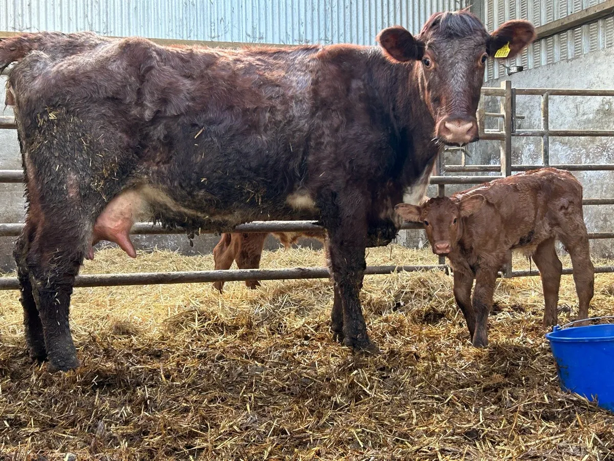 5 star second calved roan cow. - Image 3