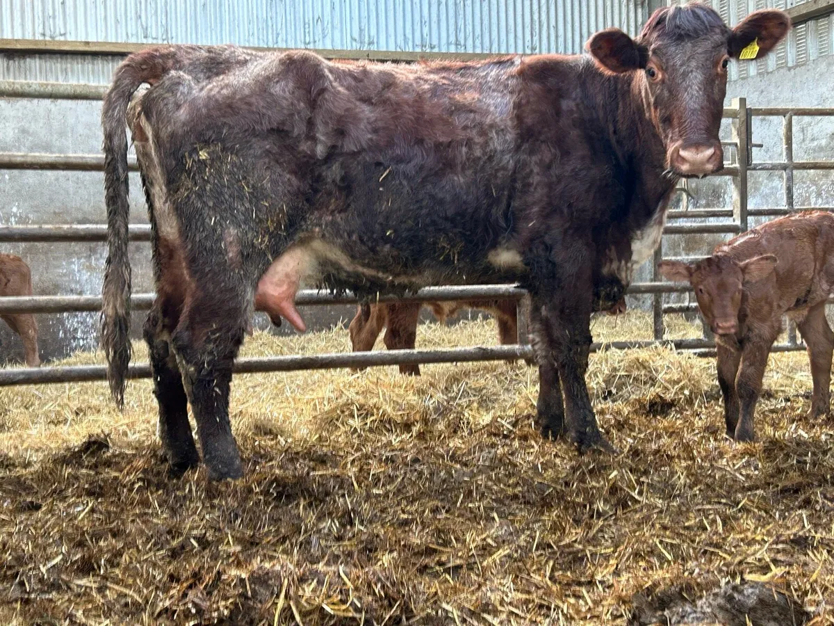 5 star second calved roan cow. - Image 4