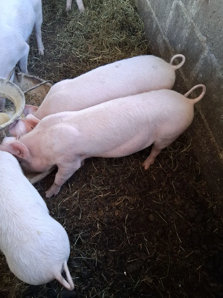 weaners - Image 1