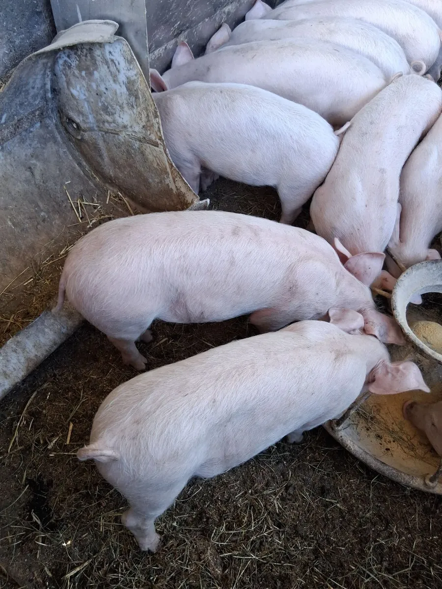 weaners - Image 3
